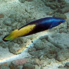 Labroides bicolor : 3 à 5 cm